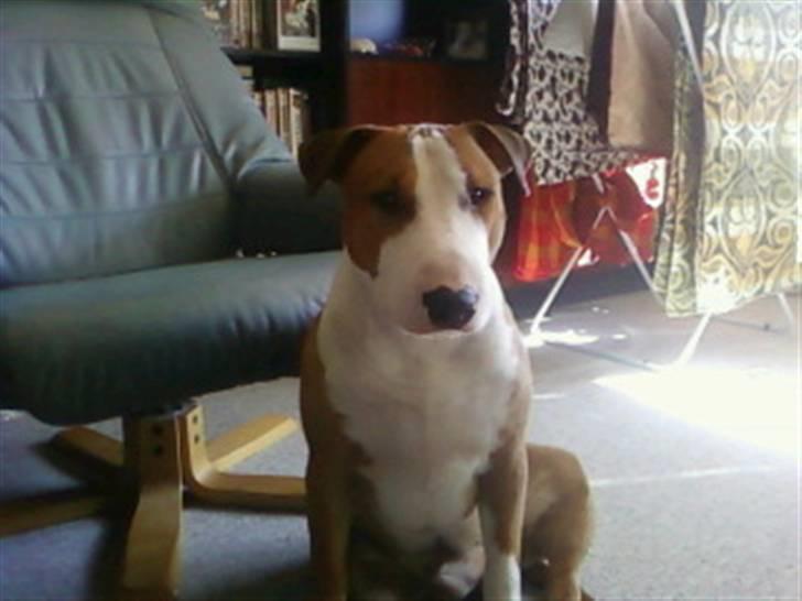 Blanding af racer (bullterrier) Gizmo R.I.P billede 14