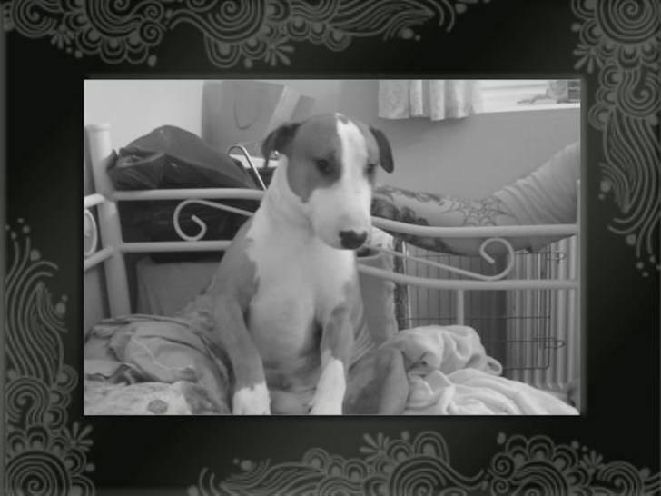 Blanding af racer (bullterrier) Gizmo R.I.P billede 16