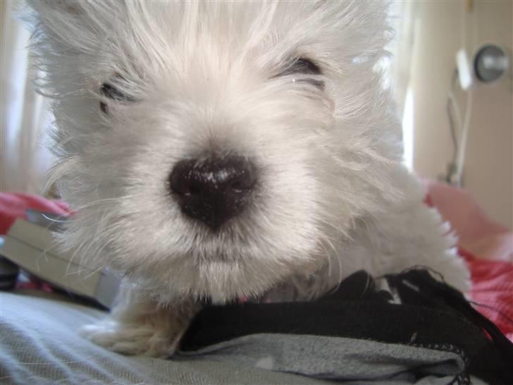 West highland white terrier Mille <3 *TI UGER IDAG!* - hej & velkommen, jeg hedder Mille og er bare SUPER sej :D billede 1