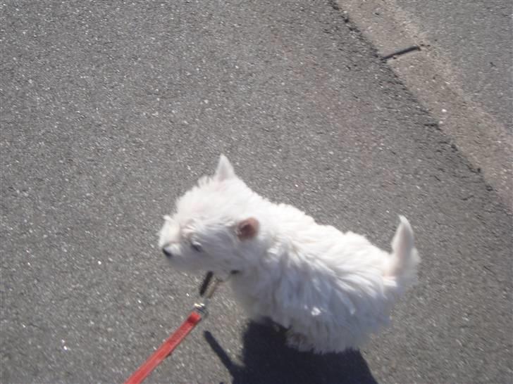 West highland white terrier Mille <3 *TI UGER IDAG!* - Så er vi på tur :) Kun ti uger gammel?. wow! billede 2