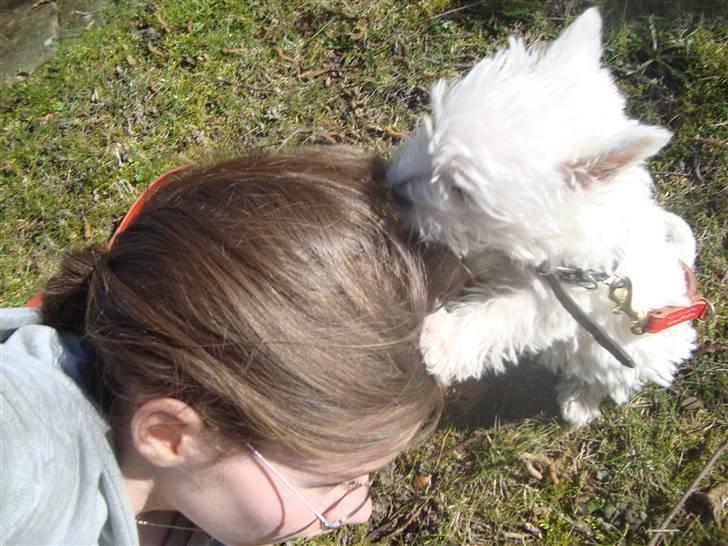 West highland white terrier Mille <3 *TI UGER IDAG!* - ANGRIB SOFIES HÅR :D billede 3