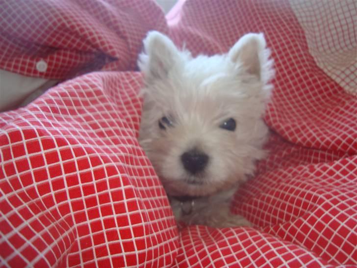 West highland white terrier Mille <3 *TI UGER IDAG!* - Det her er min helt egen seng :P -NOT!  billede 4