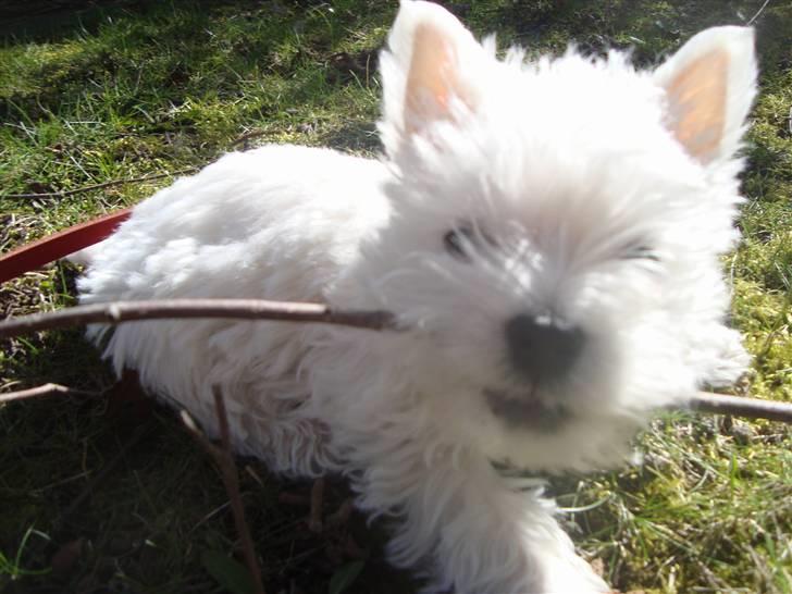 West highland white terrier Mille <3 *TI UGER IDAG!* - "ANGRIB SOFIE!" xD Min lille puttegøj :) billede 5