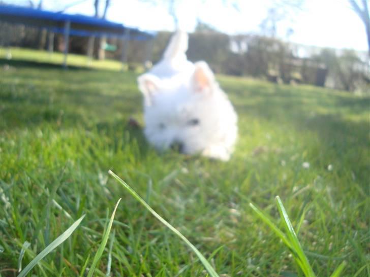West highland white terrier Mille <3 *TI UGER IDAG!* - *jeg kommer og tager dig :D:D* billede 6