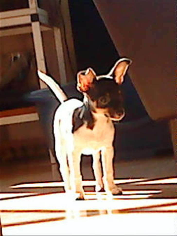 Chihuahua chili billede 12