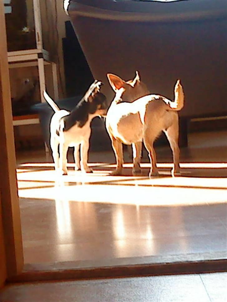 Chihuahua chili billede 13