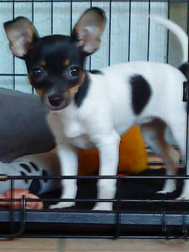Chihuahua chili billede 14