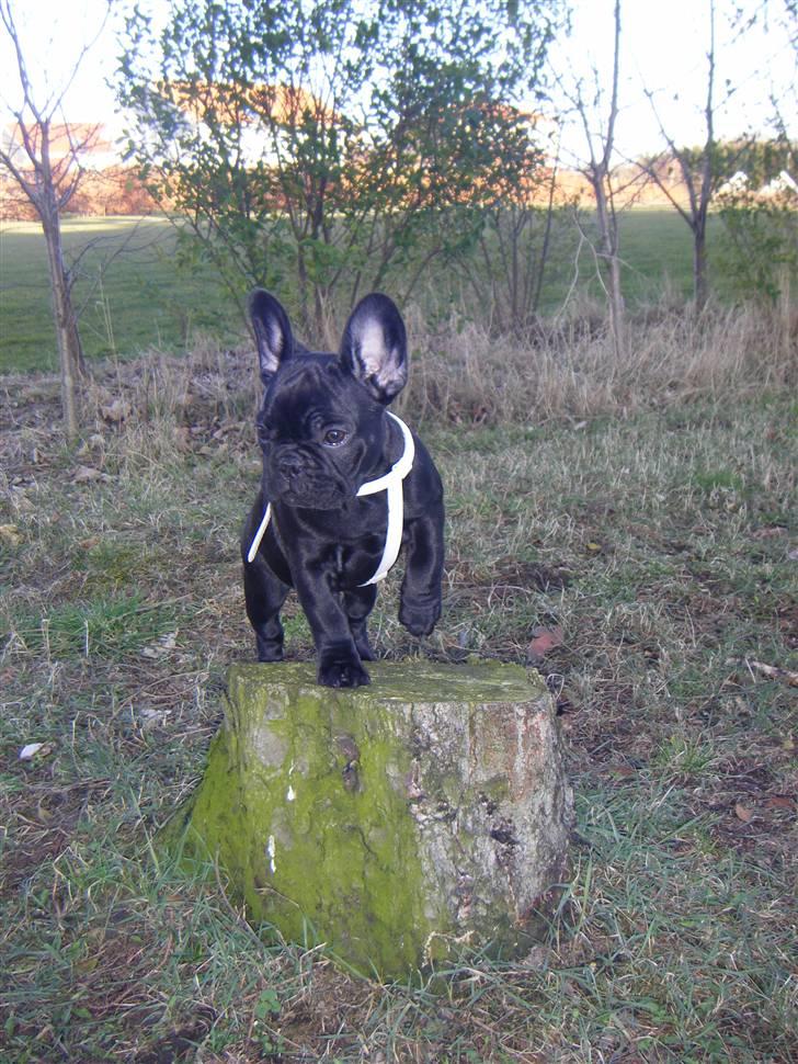 Fransk bulldog Valfers de Anna (Berta) billede 20