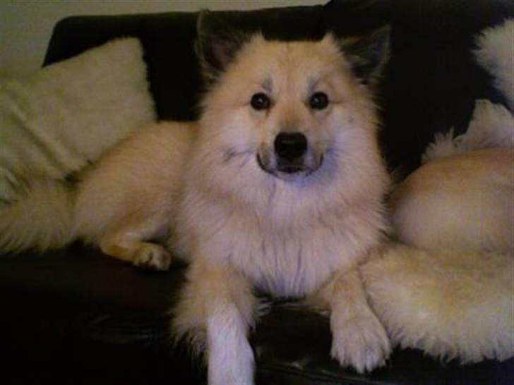 Islandsk fårehund Silver fra "Godrumgaard" billede 1