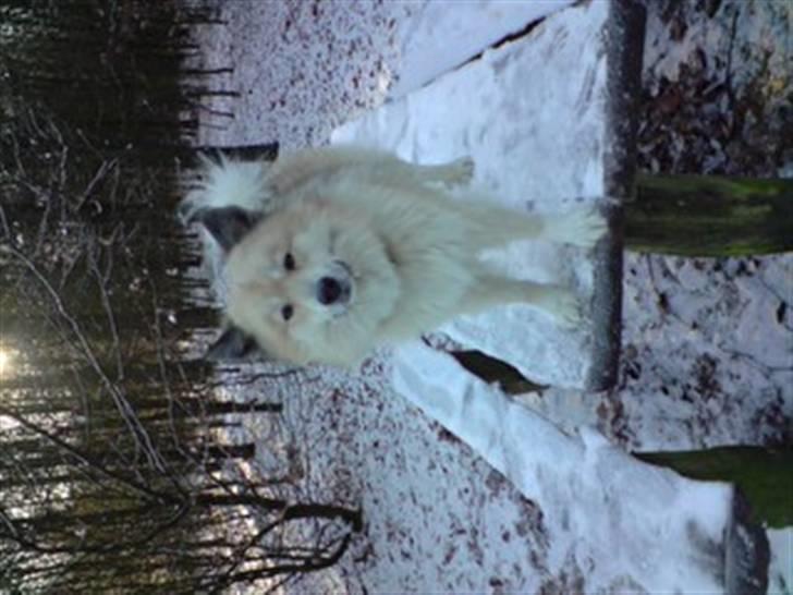 Islandsk fårehund Silver fra "Godrumgaard" billede 2