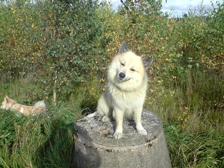 Islandsk fårehund Silver fra "Godrumgaard" billede 3