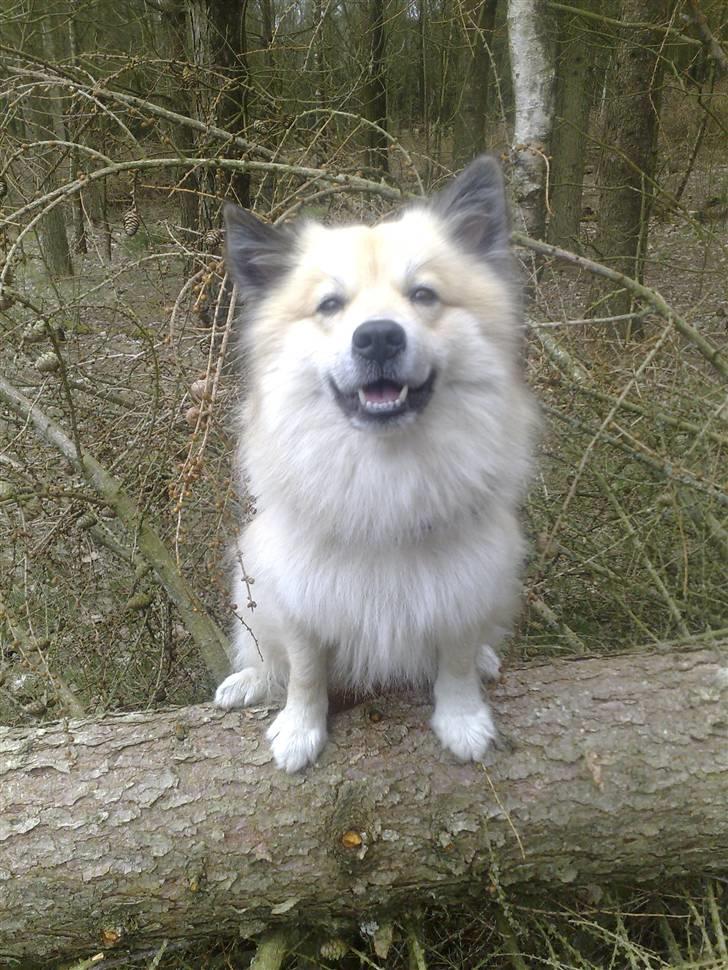 Islandsk fårehund Silver fra "Godrumgaard" billede 4