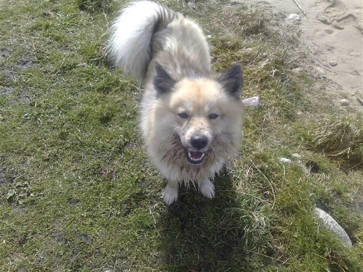 Islandsk fårehund Silver fra "Godrumgaard" billede 5
