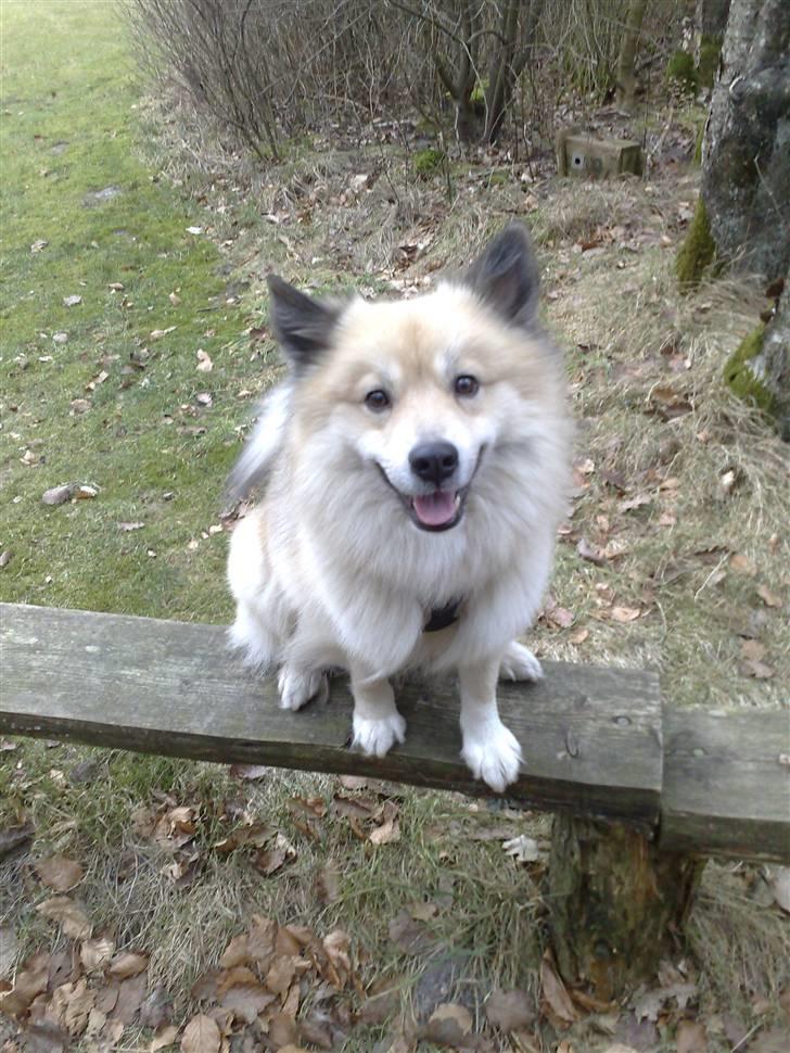 Islandsk fårehund Silver fra "Godrumgaard" billede 6