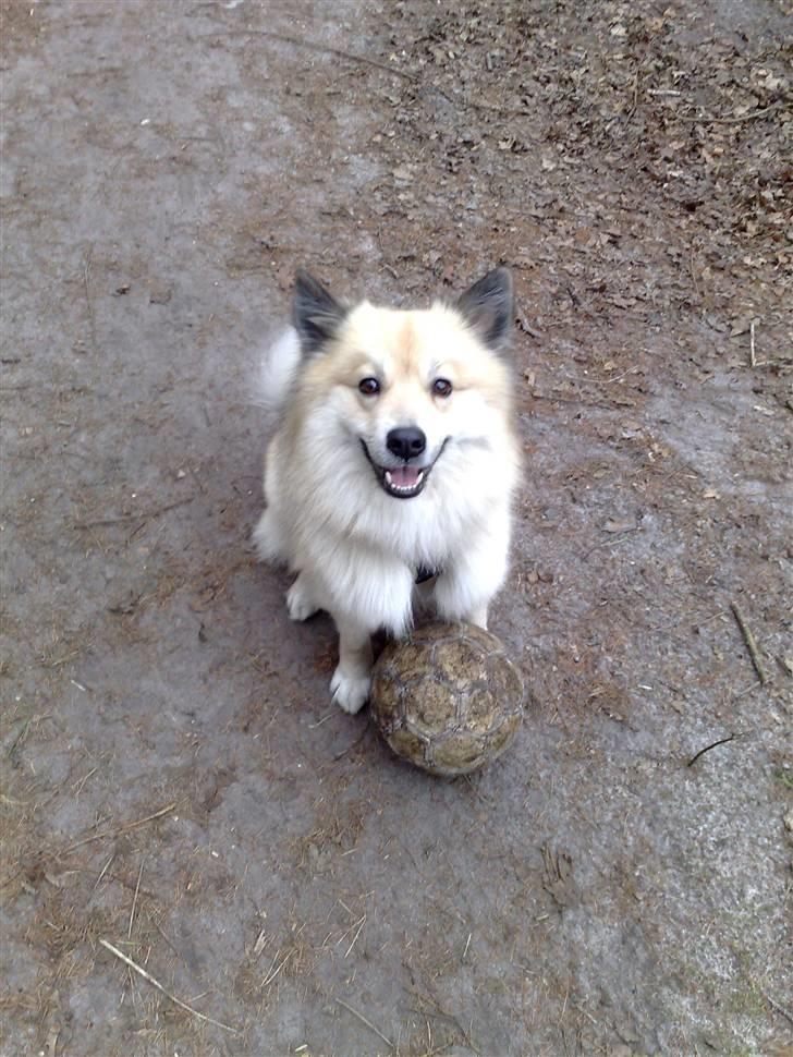 Islandsk fårehund Silver fra "Godrumgaard" billede 7