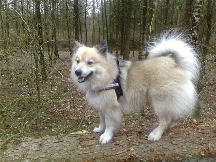 Islandsk fårehund Silver fra "Godrumgaard" billede 8