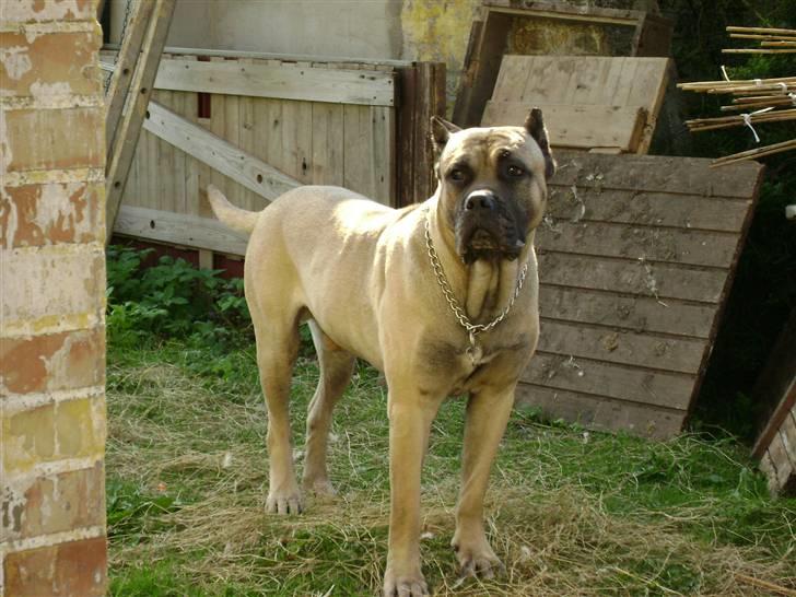 Dogo canario Timon billede 19