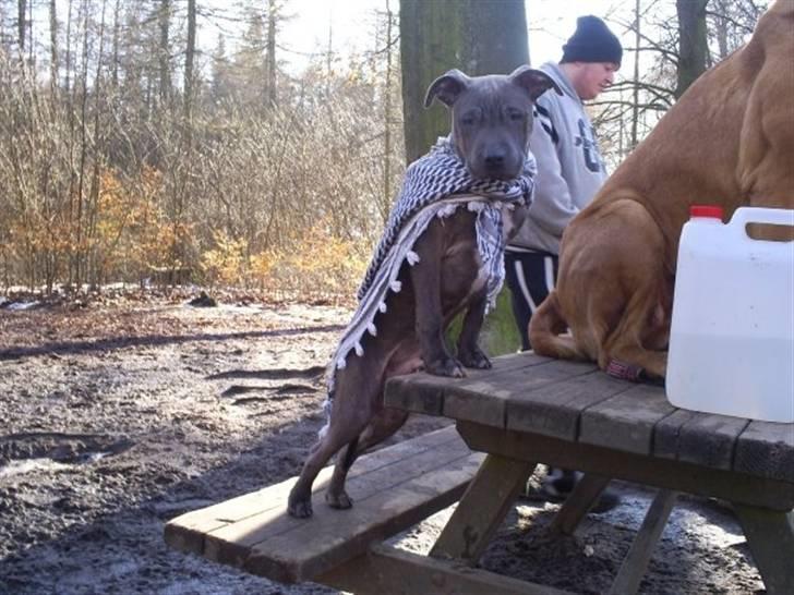 Blanding af racer Hudi(ni)/ er flyttet - Supermand billede 1