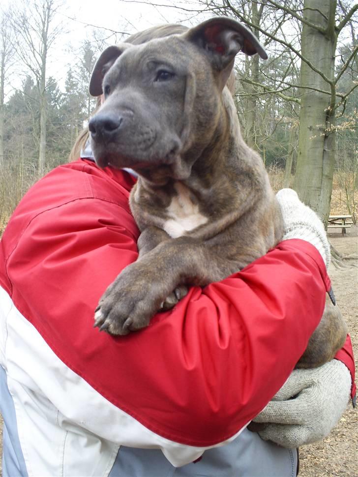 Blanding af racer Hudi(ni)/ er flyttet - Puttegøj billede 2