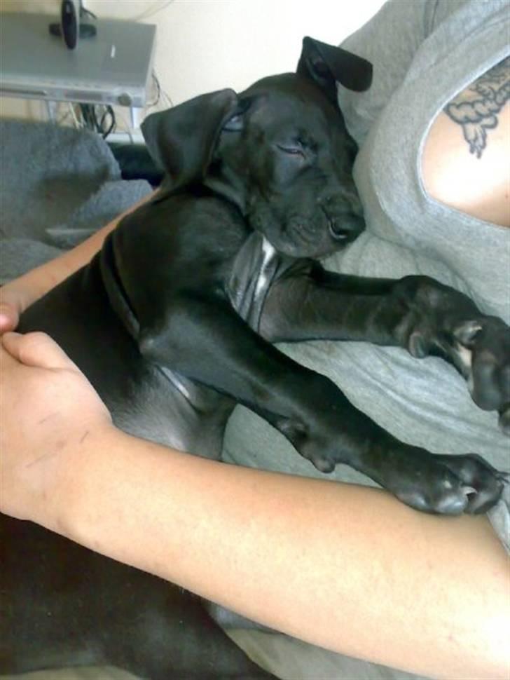 Grand danois Kessler billede 1