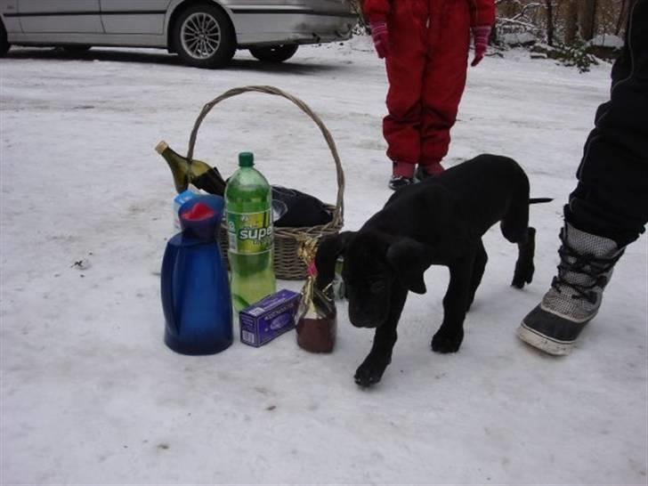 Grand danois Kessler billede 2