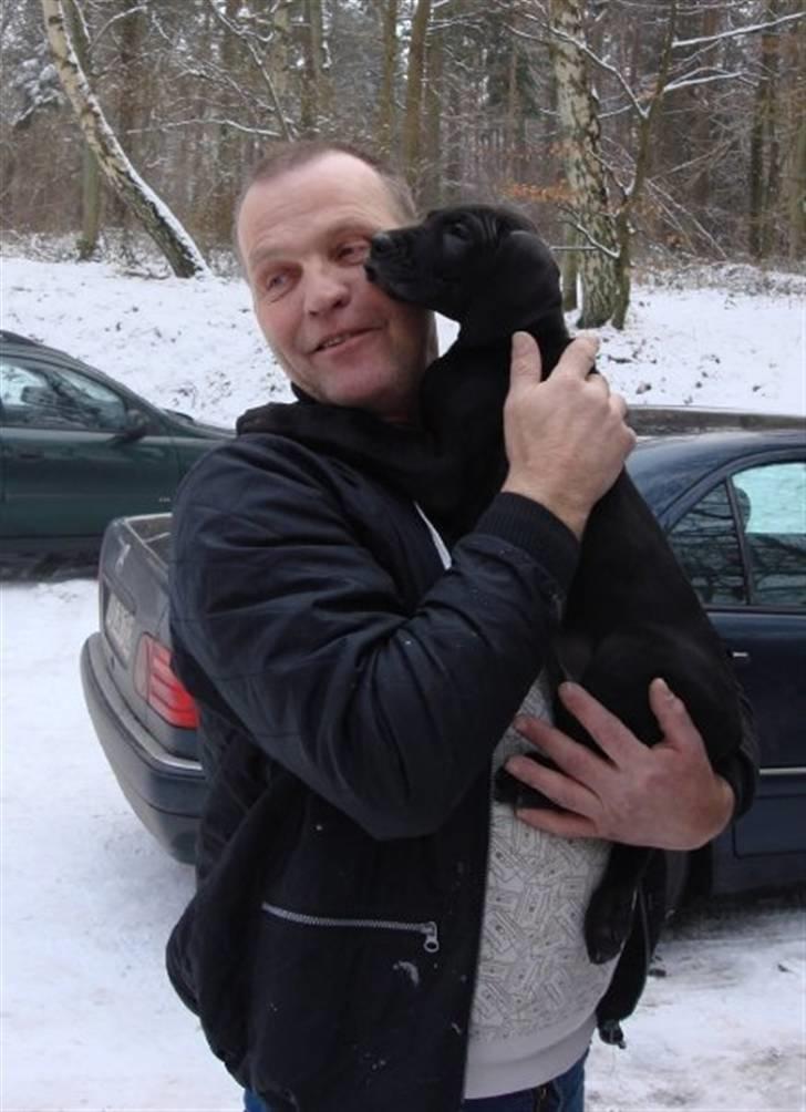 Grand danois Kessler billede 3