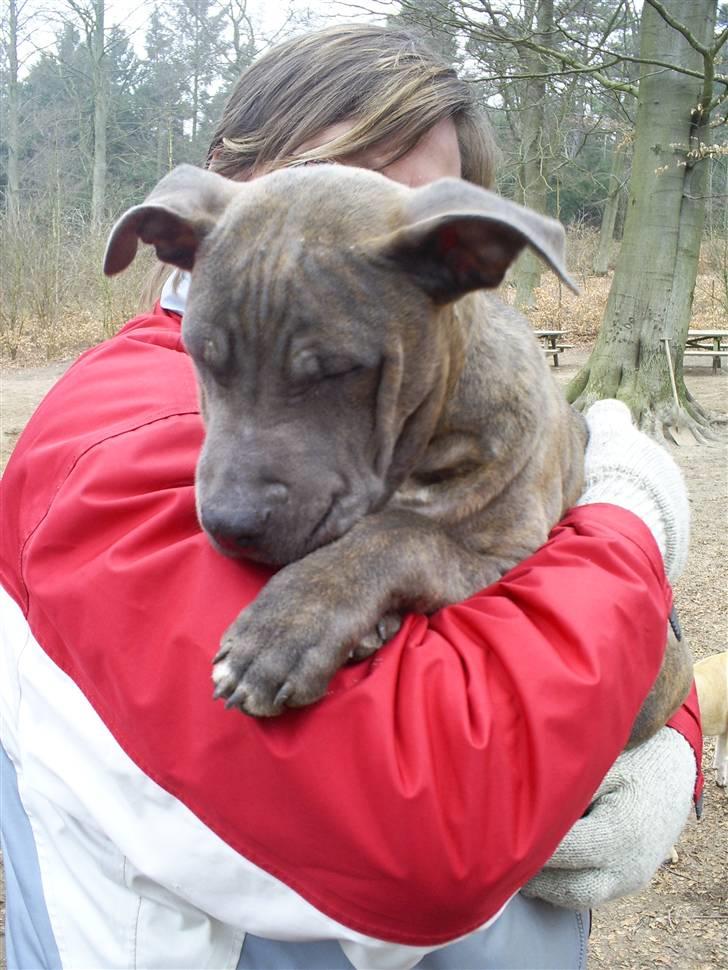 Blanding af racer Hudi(ni)/ er flyttet - Meget Puttegøj billede 3