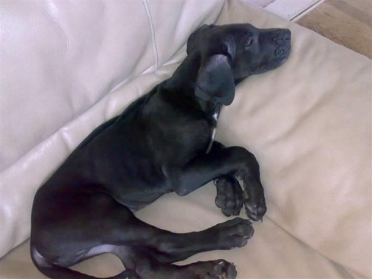 Grand danois Kessler billede 4