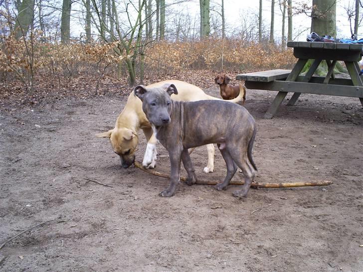 Blanding af racer Hudi(ni)/ er flyttet - Leg med UniQie billede 4