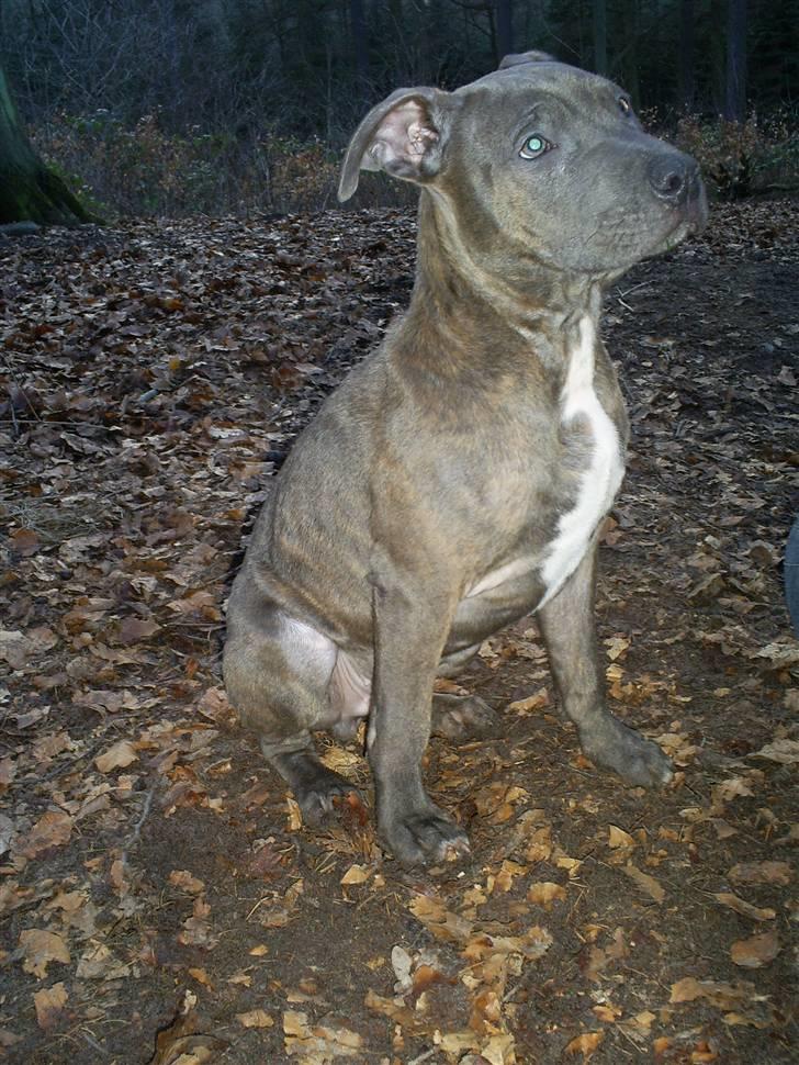 Blanding af racer Hudi(ni)/ er flyttet - Lækker billede 5