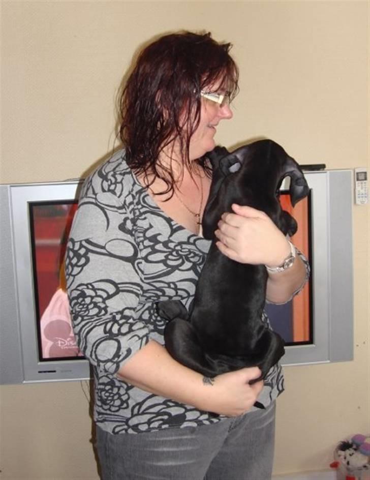 Grand danois Kessler billede 5