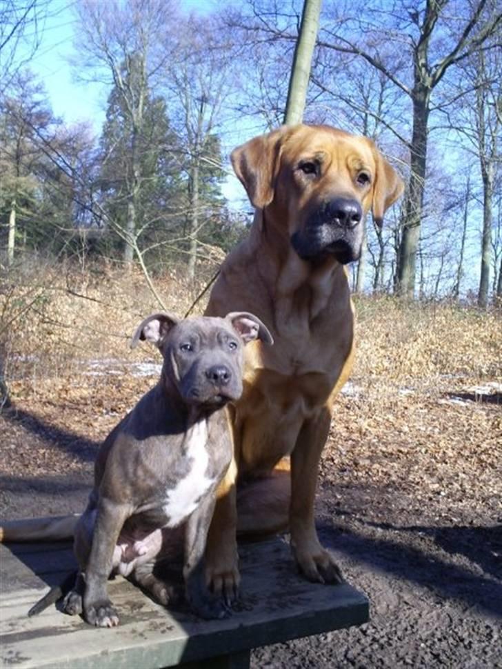 Blanding af racer Hudi(ni)/ er flyttet - Hudi og Søster Reja billede 6