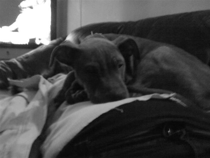 Blanding af racer Hudi(ni)/ er flyttet - Da man var helt lille,.  billede 7