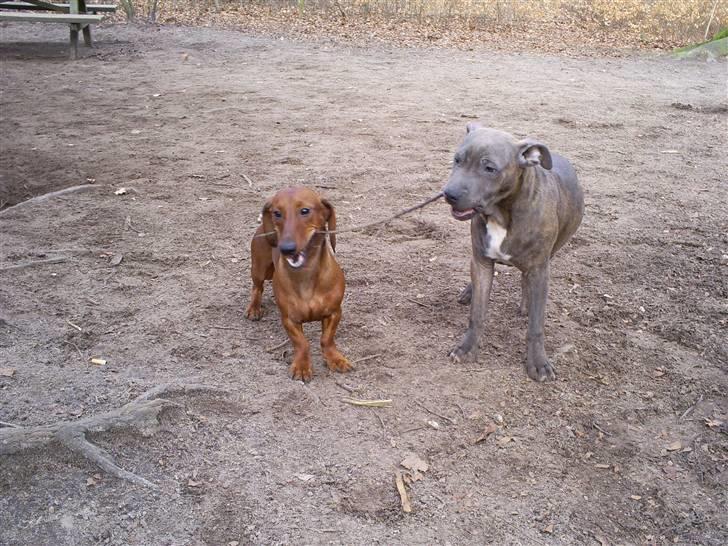 Blanding af racer Hudi(ni)/ er flyttet - Lui og hudini og i midten pind billede 8