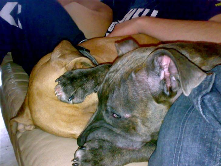 Blanding af racer Hudi(ni)/ er flyttet - Hudi øverst og GuCCi i bunden,. (: billede 10