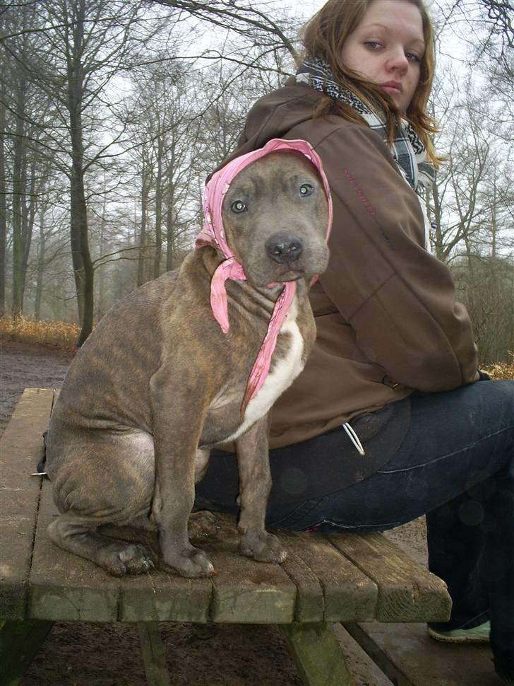 Blanding af racer Hudi(ni)/ er flyttet billede 11