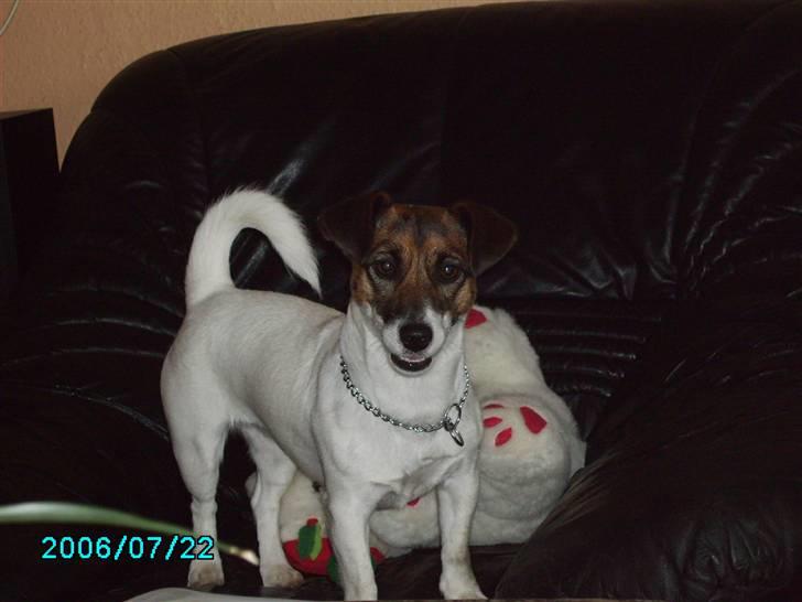 Jack russell terrier Sophie billede 1