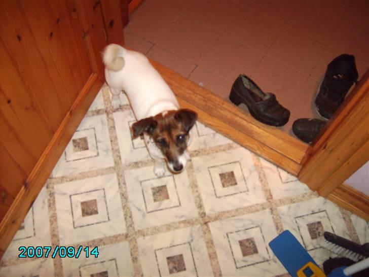 Jack russell terrier Sophie billede 2