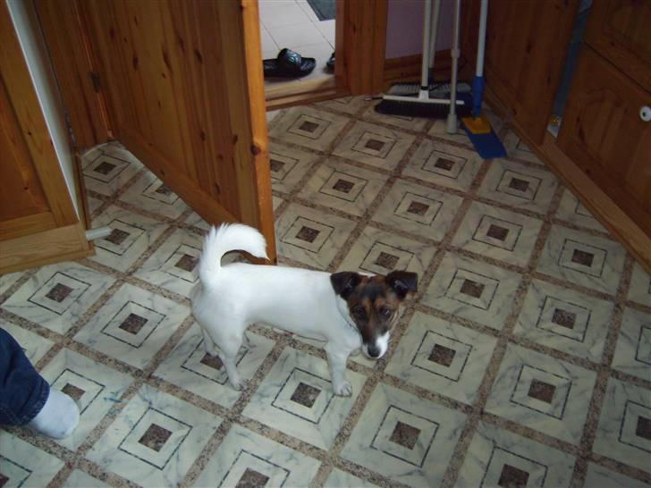 Jack russell terrier Sophie billede 3