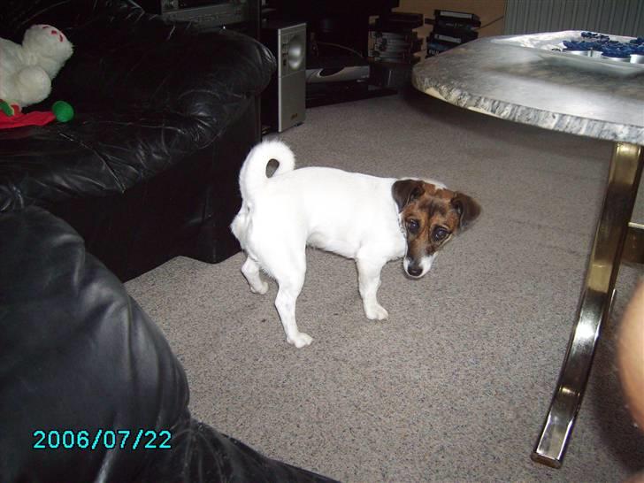 Jack russell terrier Sophie billede 4