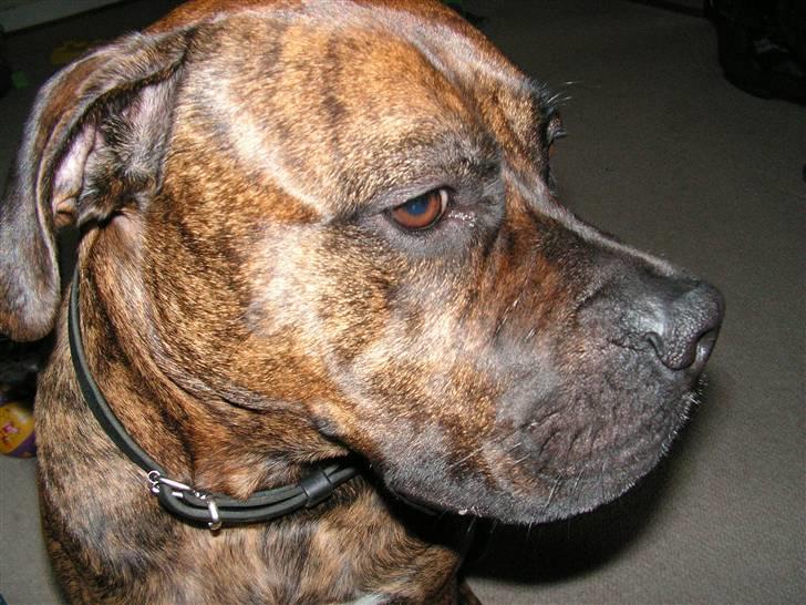 Blanding af racer Aslan billede 6