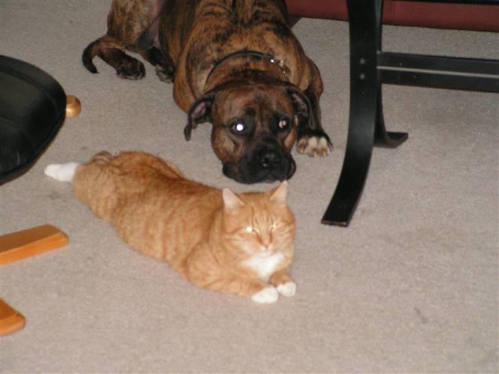 Blanding af racer Aslan - Aslan og han bedste ven billede 7