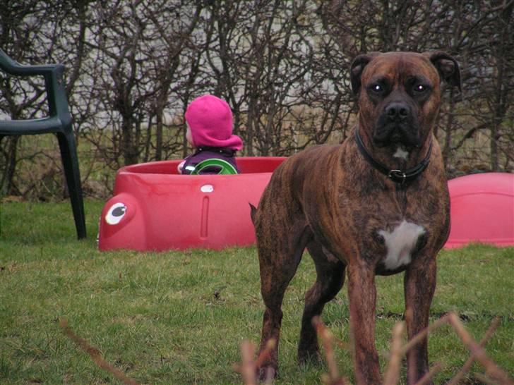 Blanding af racer Aslan - ude og lege billede 8