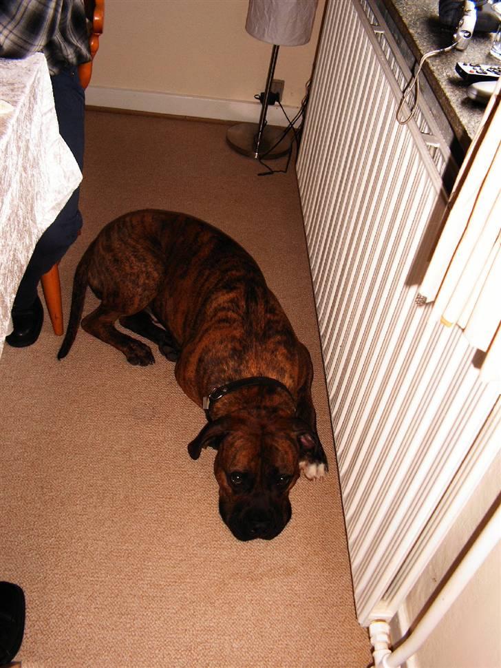 Blanding af racer Aslan - Meget træt efter en lang dag med gæster billede 9