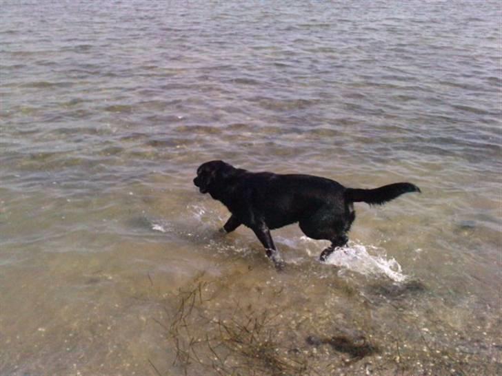 Labrador retriever joey - maj 2010 joey i vandet<3 billede 10