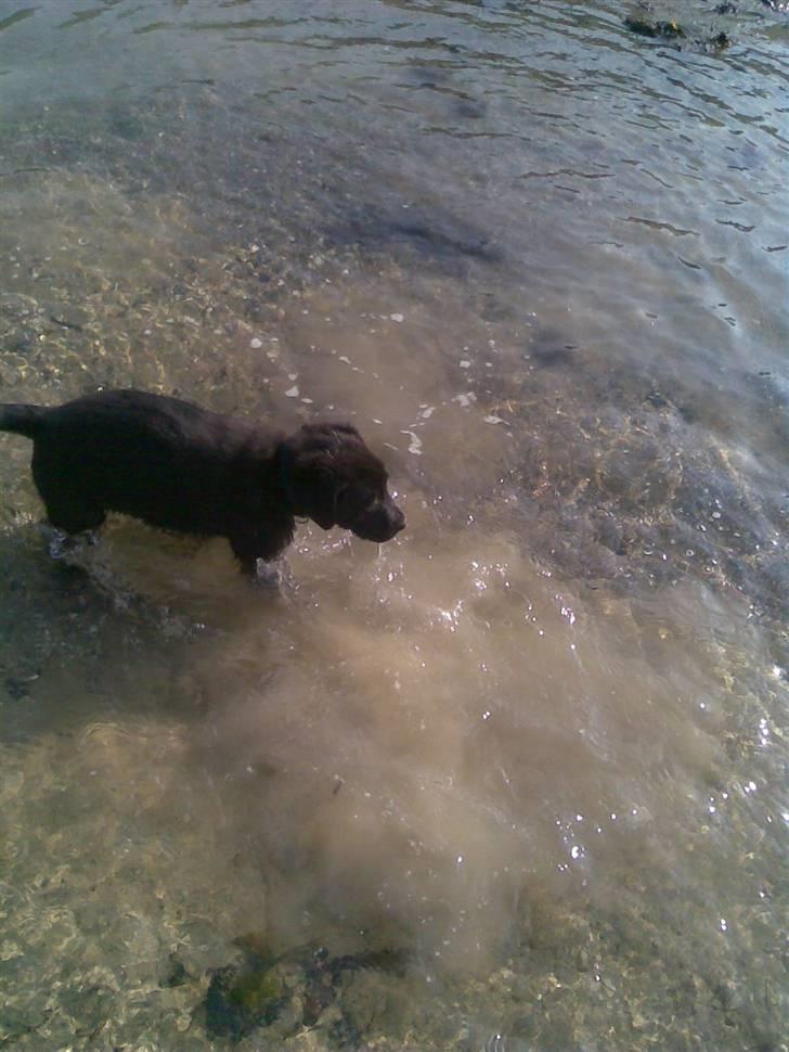 Labrador retriever joey - 4/4 billede 11