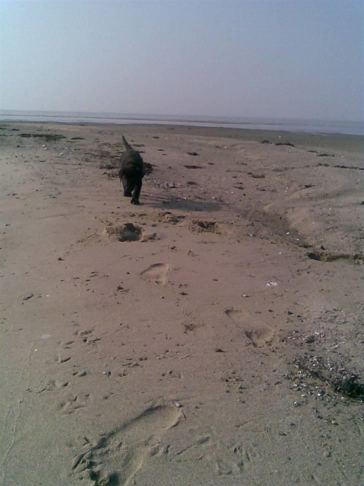 Labrador retriever joey - 4/4 billede 12