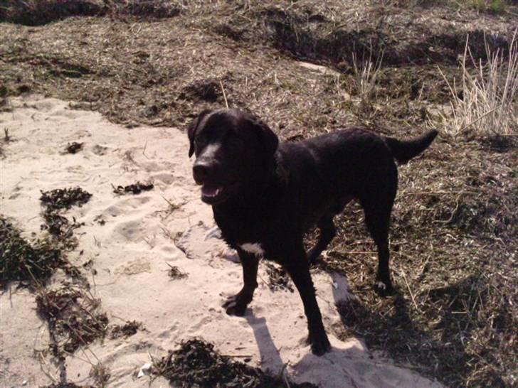 Labrador retriever joey - maj 2010 billede 13