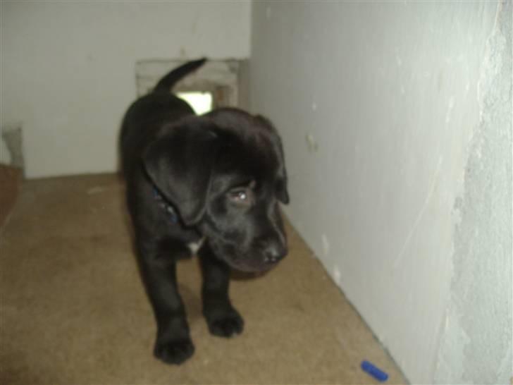 Labrador retriever joey - 3/4 billede 14