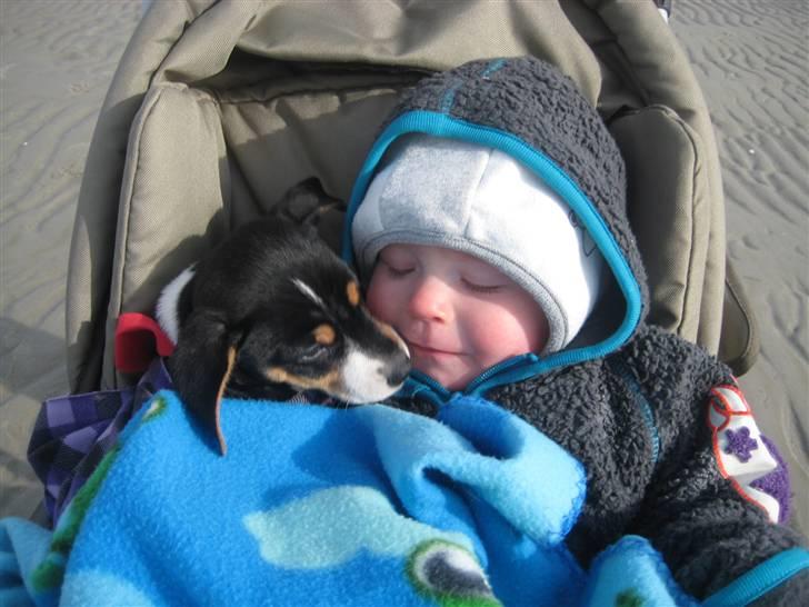 Dansk svensk gaardhund Futte - Som sagt venner vi dele :) billede 17